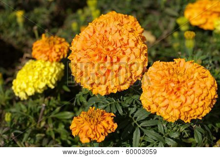 Yellow Flowers