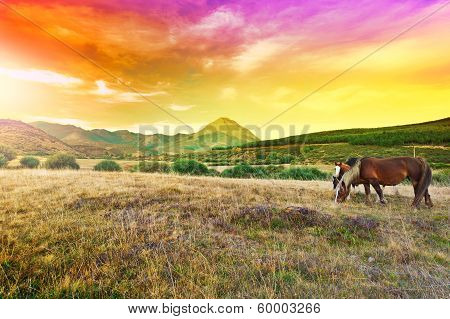 Horses