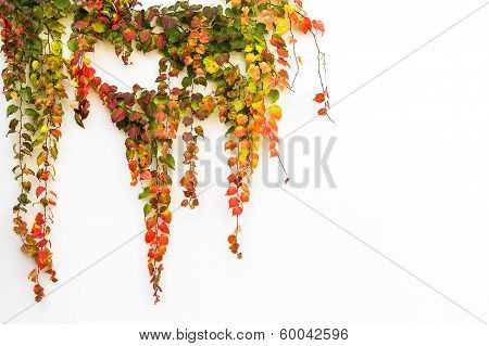 Red Ivy Creeper Leaves On A Building Wall