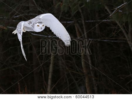 Snowy Owl in Flight