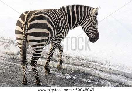 Winter time in zoo
