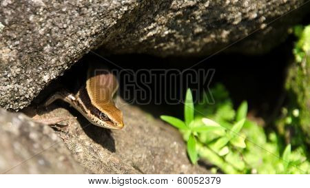 Curious Lizard
