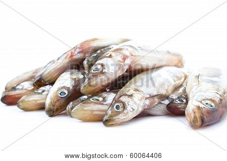 Fresh raw sea fish on white background