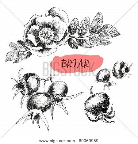 Briar. Wild rose