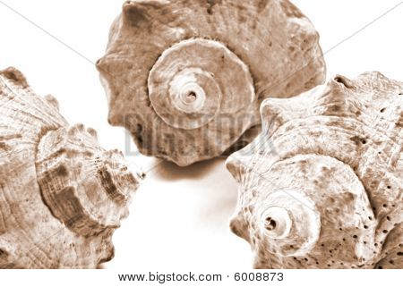 Shell
