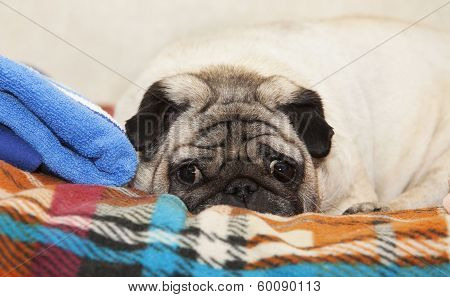 A Cute Pug Dog Lying On A Plaid