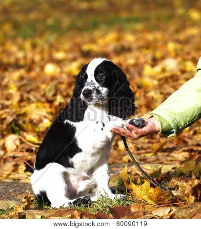 Puppy Of Russian Spaniel