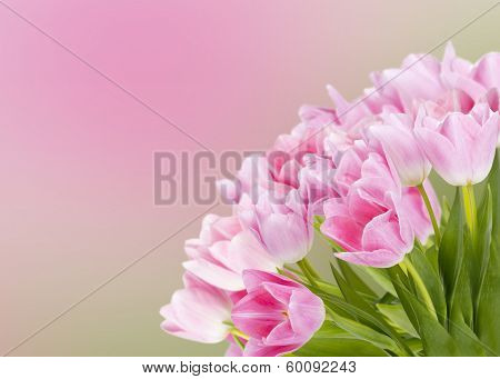 Bouquet Of Fresh Tulips