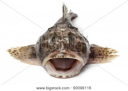 Fresh raw Cottidae on white background