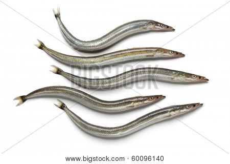  Lesser sand eels on white background