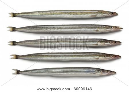  Lesser sand eels on white background