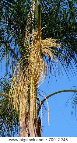 Date palm