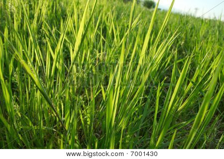 Gras