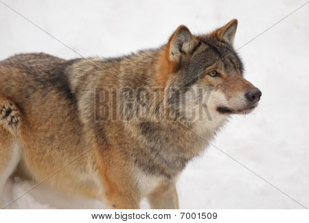 Avviso Wolf