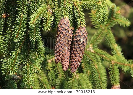 Spruce cone