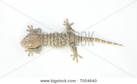 Tokay Gecko