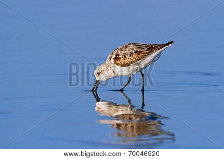 Foraging Sanderling
