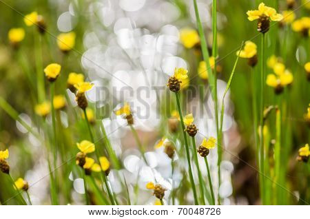 Xyris Yellow Flowers