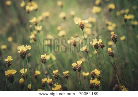 Xyris Yellow Flowers Vintage