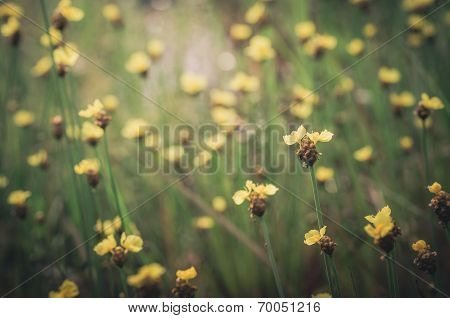 Xyris Yellow Flowers Vintage