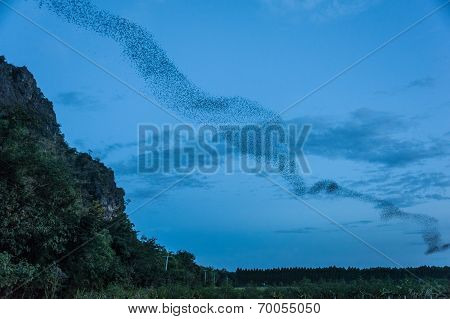 Bats out of the cave in Thailand