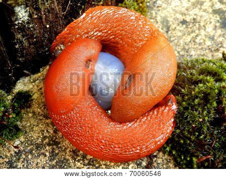 European red slugs mating