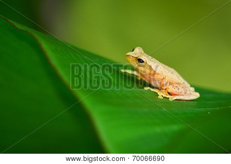 Frog