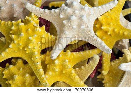 Starfish (asteroidea) For Sale At Market.