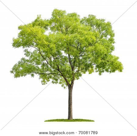 isolated pagoda tree on a white background