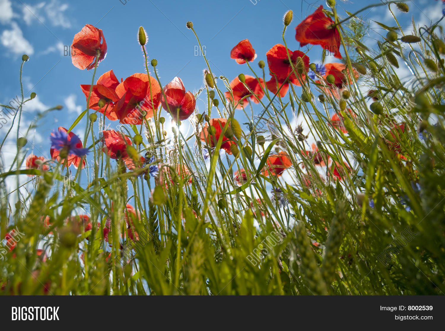 Image Preview