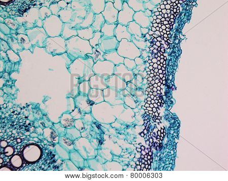 Cucurbita Stem Micrograph