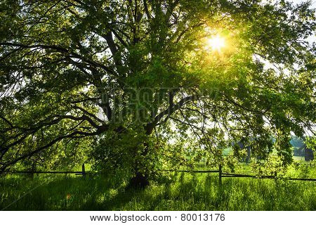 The Old Oak Tree In Bright Summer Day