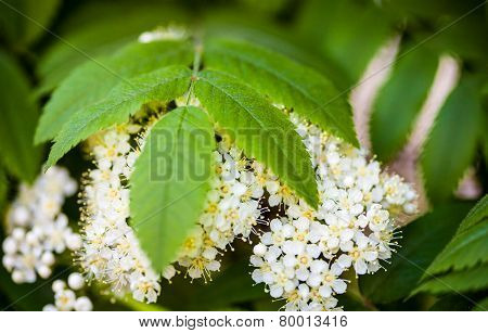 White Flowers And Green Leaves Of The Rowan Tree