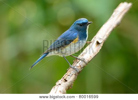 Male Himalayan Bluetail (tarsiger Rufilatus)