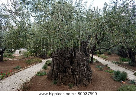 Olive Trees