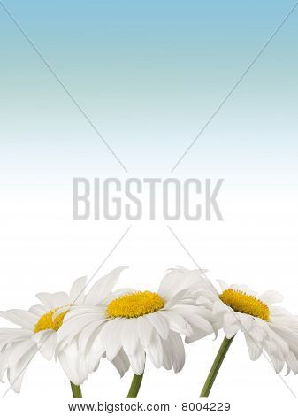 Ð¡hamomile On A White Blue Gradient Background