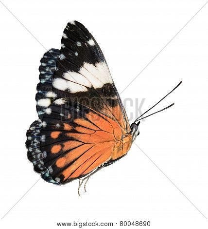 Black and orange butterfly isolated