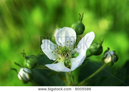 듀 베리가 꽃 클러스터 (rubus)