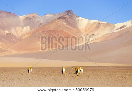 Bolivia, Antiplano, Los Lipez - multicolor mountains and vicunas