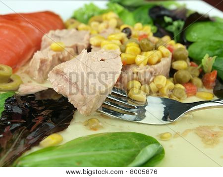 Thunfisch