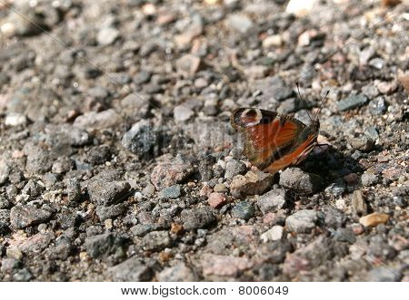나비 (Saturnia)