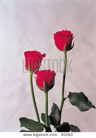 빨간 장미