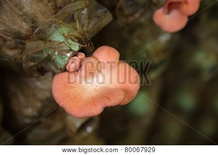 Pink Oyster Mushroom (pleurotus Djamor) On Spawn Bags