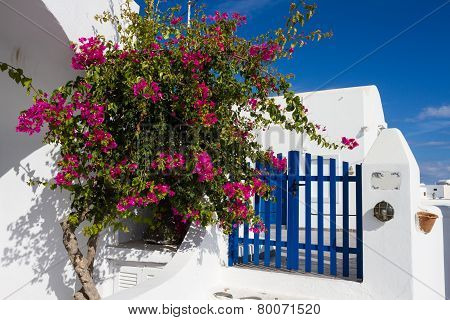 Bougainvillea And Blue Fence