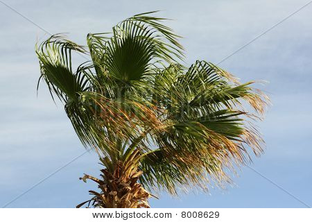 Palme al vento