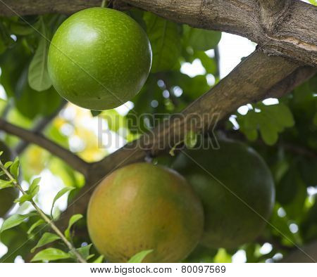 Pamela tree