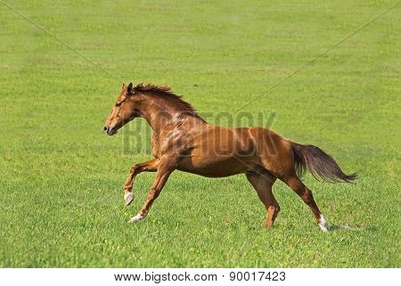 Horse