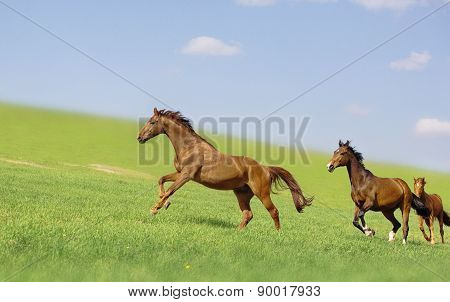 Horses