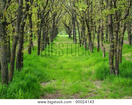 Grove