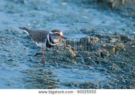 Small Three Banded Plover Wading On Muddy Shore Of A Pond